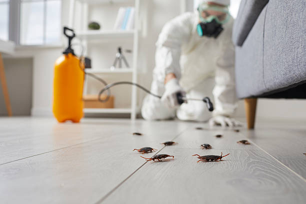 Commercial Kitchen Cockroach Control in McCrory